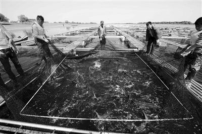 6月2日,在黑河市爱辉区黄旗营子鲟鳇鱼网箱养殖中心的网箱上,几名工人对一鲟鳇鱼网箱进行拉网检查。6月上旬前,该养殖中心600余个网箱陆续下江投入养殖。 黑河市爱辉区“网箱养鱼”助边民增收