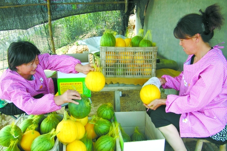 送庄村合作社的羊奶袖珍西瓜卖得俏 送庄村合作社的羊奶袖珍西瓜卖得俏
