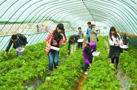 京孟草莓基地休闲游引来众多观光客 京孟草莓基地休闲游引来众多观光客