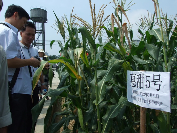 惠甜五号吸引了前来观摩的种植户 惠州研发6个甜玉米新品种 最高产达3千斤/亩