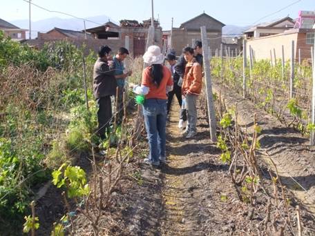 图四. 使用"雅拉N3"之前的葡萄,出芽少,叶片少,叶片黄瘦