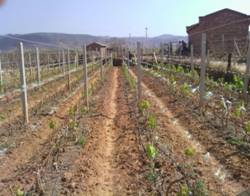 处理10天后的葡萄园,用"雅拉"比尿素出芽率高,新叶多