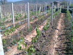 图三. 处理后一个月,用"雅拉"比尿素出叶整齐,叶数多,叶色浓绿