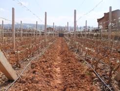 图一. 2月初,杨自如葡萄园几乎是不毛之地