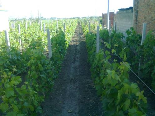 图五. 施用"雅拉N3"一个月后,叶片宽大,叶色浓绿,一片生机!