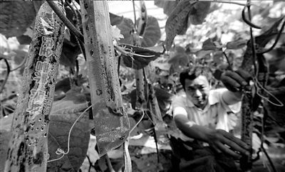 ״ƹÿԼ20Ԫ ɱմȾũҩ涣ҧ