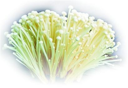 山东白领夫妻辞职养蘑菇创业年帮万户农民致富