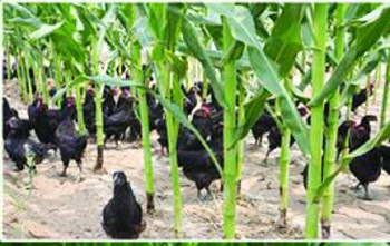 大抱鸡在玉米地里散步觅食。 玉米地里养公鸡亩收入2.5万元