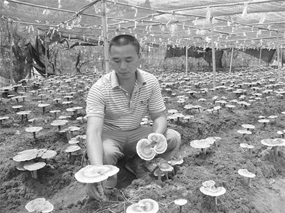 兄弟齐心 大棚种出“仙草”灵芝