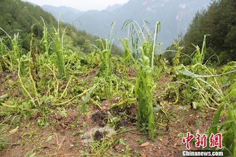 冰雹突袭致使农作物受损。图为灾后残存的玉米苗和马铃薯藤等农作物。 特大冰雹袭击重庆巫溪 8000余亩农作物受灾