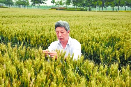 小麦育种专家许为钢 小麦育种总是在遗憾中追求完美