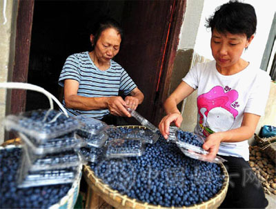 务实创新种蓝莓 敢吃“螃蟹”勇致富 务实创新种蓝莓 敢吃“螃蟹”勇致富