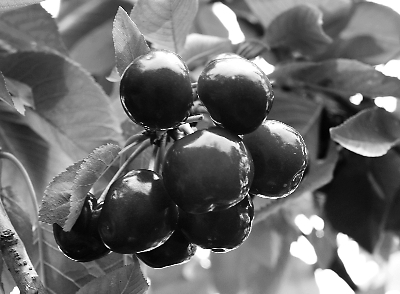 陕西西安灞桥区:樱桃串起致富路