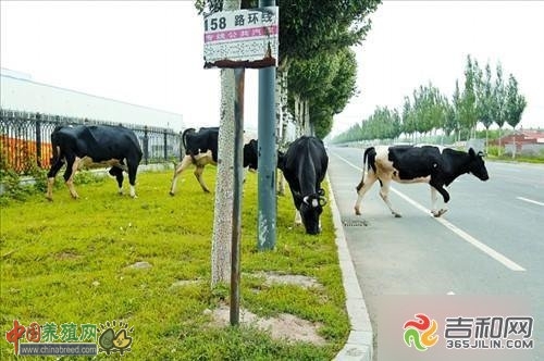 路边草坪出现7头奶牛
