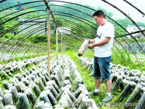 廖文刚与人合股建立的板溪镇食用菌基地。去年,基地实现销售收入300万元,带动邻近村寨100多人就业