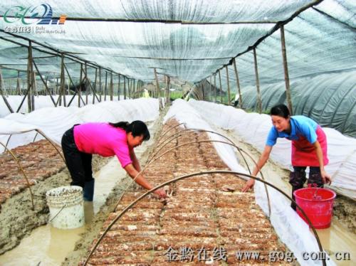 板溪镇食用菌基地,当地村民通过打工不仅学会了一整套种菇技术,每月还有1000至1200元收入