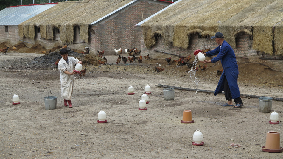 165团2连哈萨克族吾力汗的养鸡场。