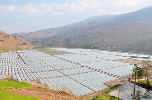大河坝烤烟育苗工场 大河坝烤烟育苗工场