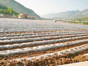 刚刚移栽后的烟苗 刚刚移栽后的烟苗