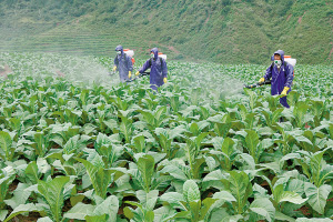专业化植保 专业化植保