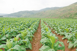 烤烟的标准化生产,带动了现代农业的发展 烤烟的标准化生产,带动了现代农业的发展