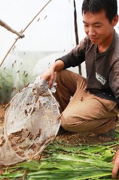8月22日,杨亮在捕捉成虫蚂蚱准备出售。