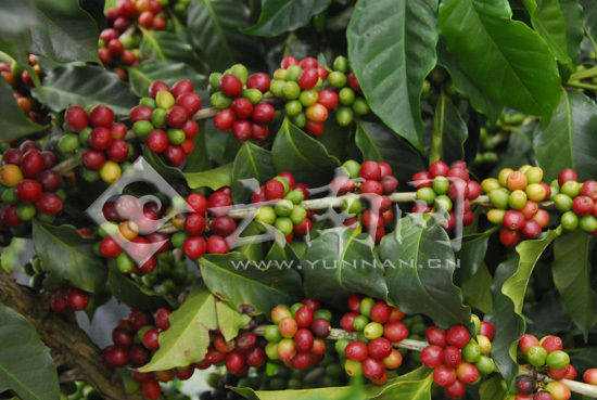 部分咖啡果已经成熟 部分咖啡果已经成熟