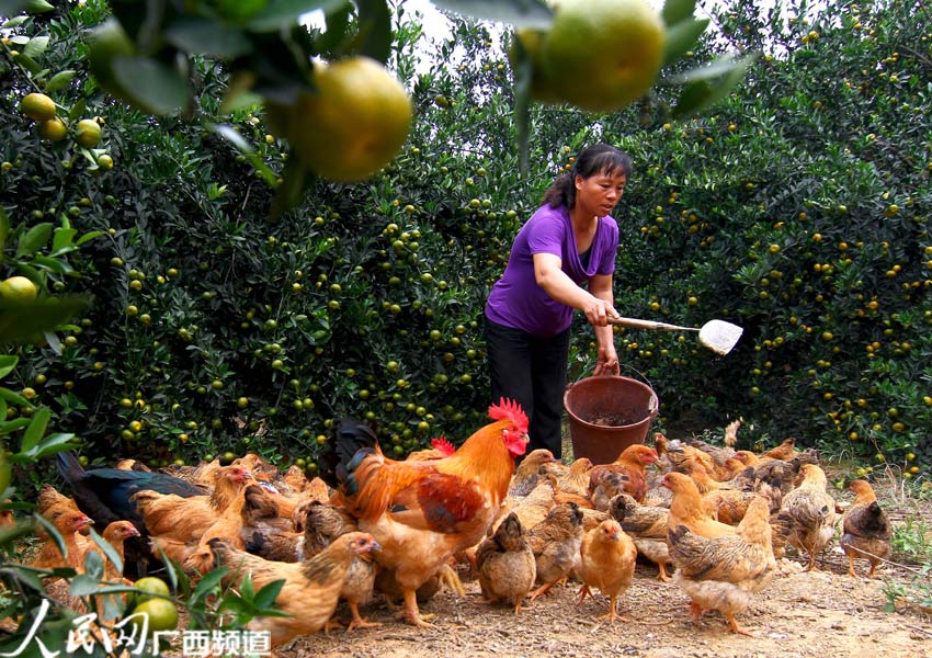 ͼΪ10��15�գ������ش������ϴ�������ũ����ü�������Լҹ�԰�������ιʳ��