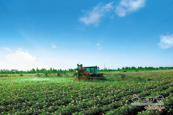 绿色食品马铃薯生产基地。 开发绿色食品提高农产品质量安全