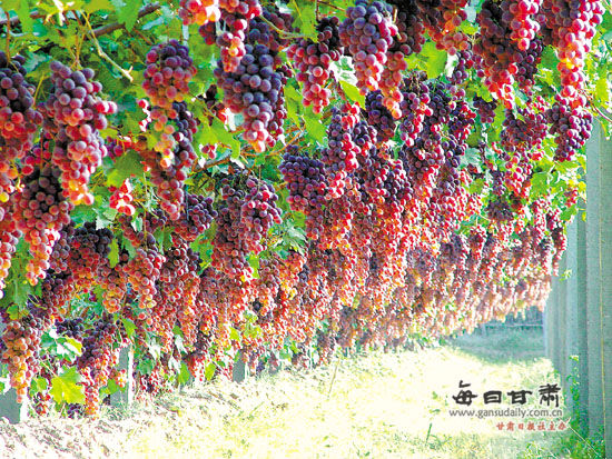 绿色鲜食葡萄基地。 开发绿色食品提高农产品质量安全