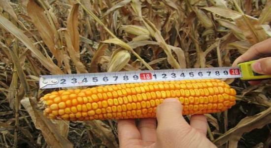 2012��������＾������ũ��Ʒ���챨��