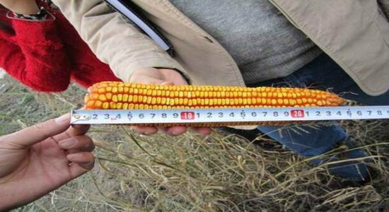 2012��������＾������ũ��Ʒ���챨��