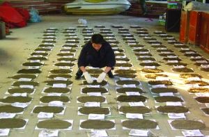 农产品产地土壤重金属污染防治样品采集。