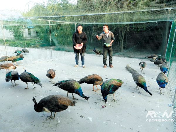 գֳȸ ҵ80󡱷ɫֳС