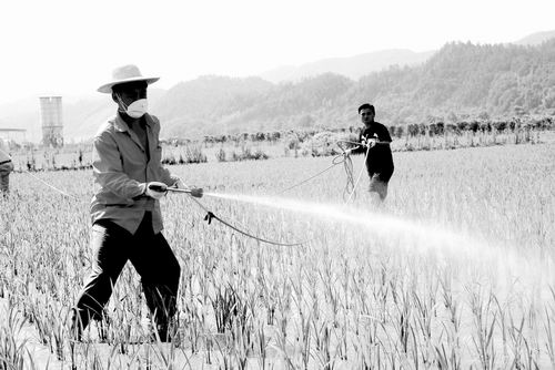 ʾͷǷ׷׽ũҩҵ΢ɱΪص㷢չ