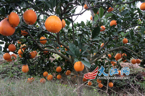 全南县南迳镇大田村脐橙果园