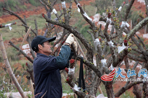 全南县南迳镇万亩梅园工人在嫁接