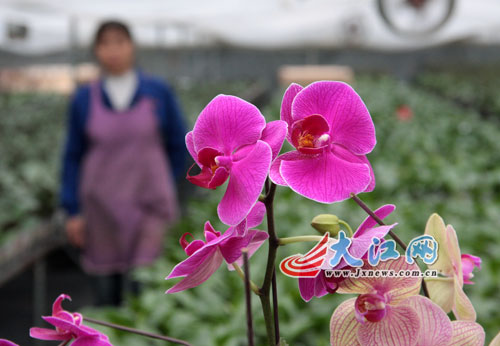 全南县南迳镇芊美园艺园温泉培育的大棚蝴蝶兰