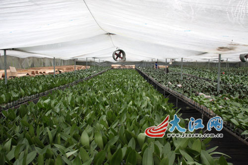全南县南迳镇芊美园艺园温泉培育的大棚蝴蝶兰