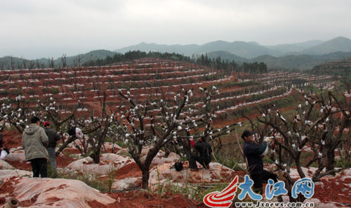 全南县南迳镇万亩梅园