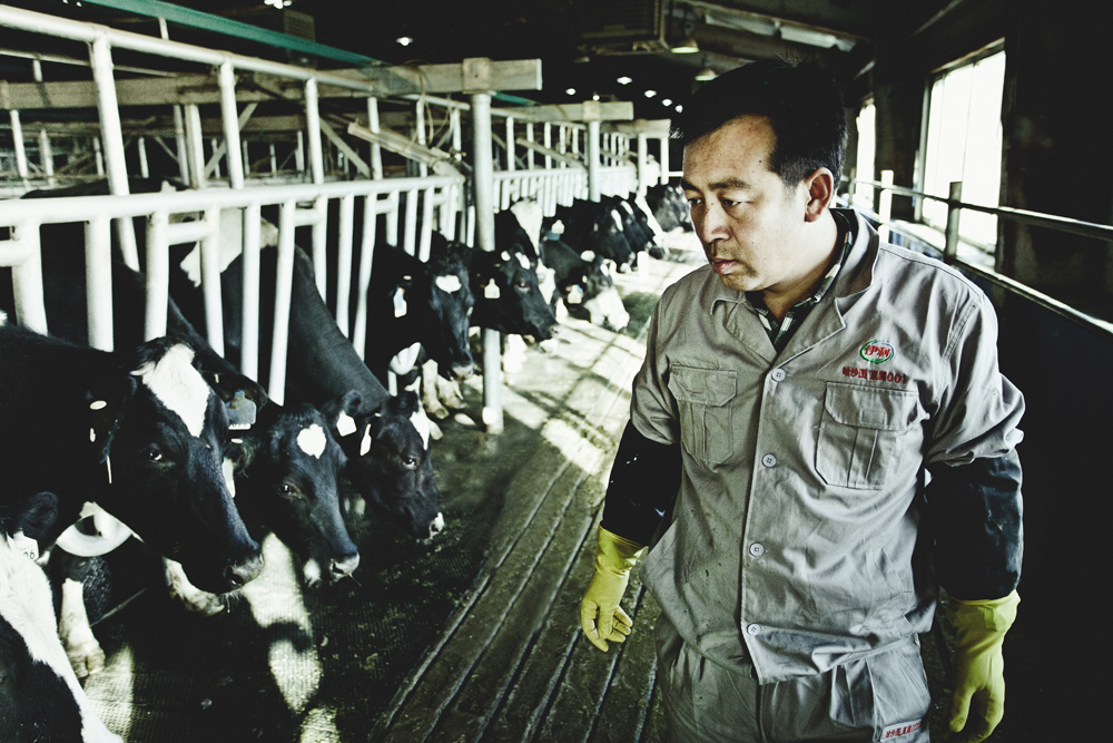 ��ţ����ʱ��ϸ΢����Ͷ����ᷴӦ�����ǵ�����״�����Թ�������ϸ�۲�ÿͷţ��״����3000ͷ��ţÿ��Ҫ�������̣������Թ����Լ�Ҳ��֪ÿ��Ҫ��ͨ�����������ٴΡ�