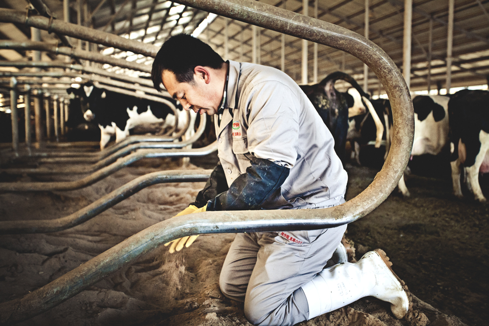 Լ80%����ţ�ڽ�ʳ����������ǵġ�ϯ��˼������ɳ���ϣ���ţ��Ϣ���˶Բ������кܴ���������Լ�� ��ɳ�������Եø�����Ҫ��Ϊ��ȷ�� ��ϯ��˼��������ȣ��Թ��������Թ򵽡�ɳ����������һ��ɳ���������Ⱥͺ�ˮ����