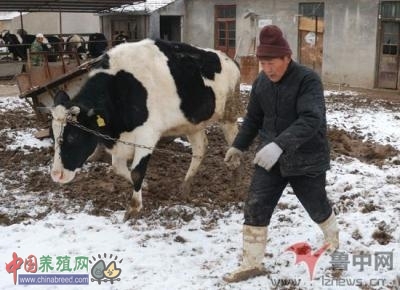 �����������Լ�����ţ���ܶཨ����ţ�����ţ��ů������