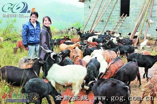 ��¡2��Ķ�˹��ݳ�����2000ũ��������6��ֻ