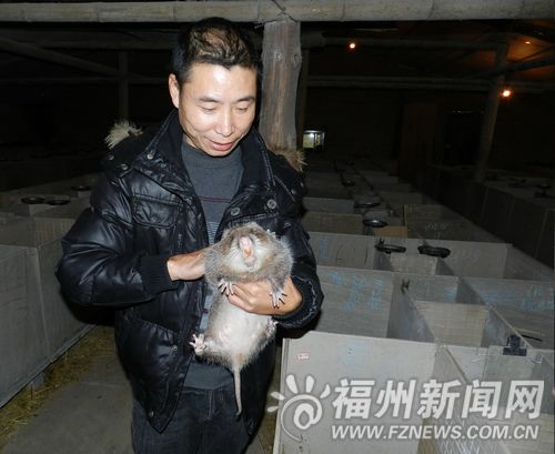 罗源养殖户开创竹鼠特色养殖产业要带乡亲致富