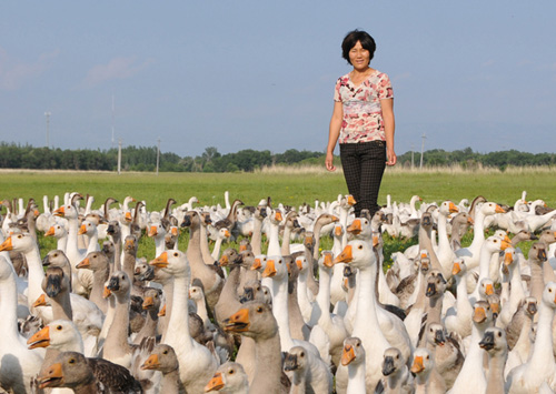 Ëιó´ºÔÚÑøÖ³³¡ÍâµÄ²ÝµØ·Å¶ì¡£ н®¶îÃôÏØ£º¡°·É¶ì˾ÁËιó´º