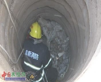 阜新:母牛“失足”10米深井 消防成功救援