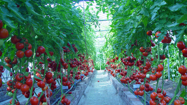 ʩ߲˰ȫЧĸؼоӦá񱱾2012ѧȽ