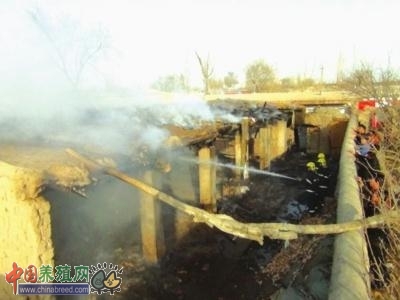 甘肃武威:5头奶牛被困火海