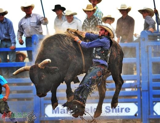 澳大利亚举行骑公牛比赛2
